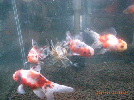 141130kinngyo.JPG